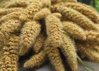 MILLET
