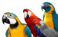 PARROT SUPPLIES
