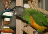 BIRD TOYS BY MANUFACTURE