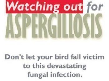 <b>CORN COB BEDDING</b>