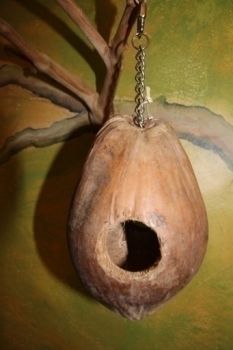 Coco Loco Coconut-Aronico 