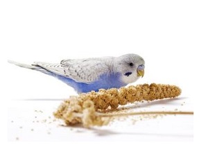 Sm Bird Bundle-Custom 